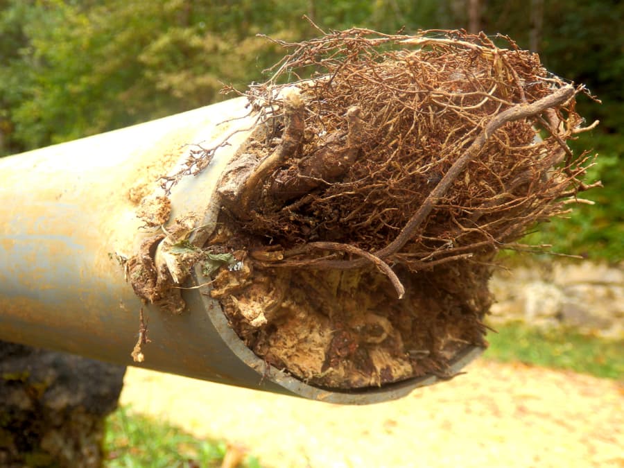 Inside of blocked sewer pipe with overgrown roots