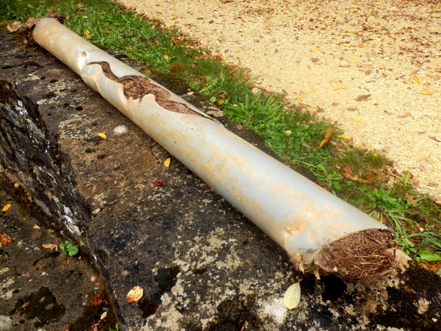 Sewer line pipe cut open exposing infestation of tree roots
